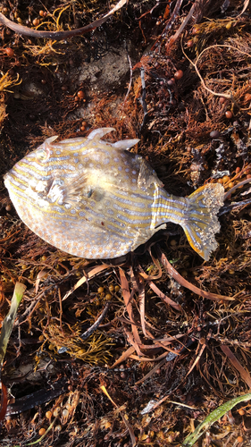 Shaw's Cowfish
