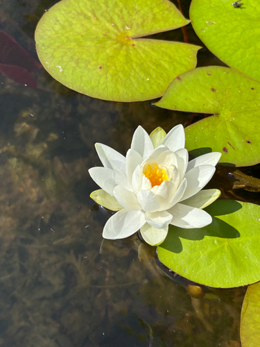 American white waterlily