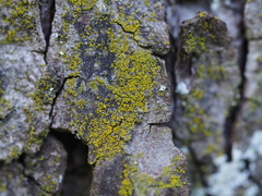 Candelariella xanthostigma