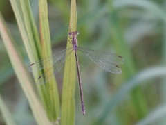 Lestes plagiatus