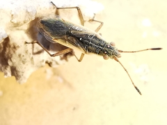 Myrmus miriformis
