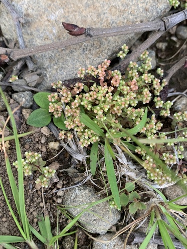 Radiola linoides, photograph 6