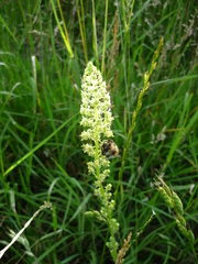 Reseda lutea