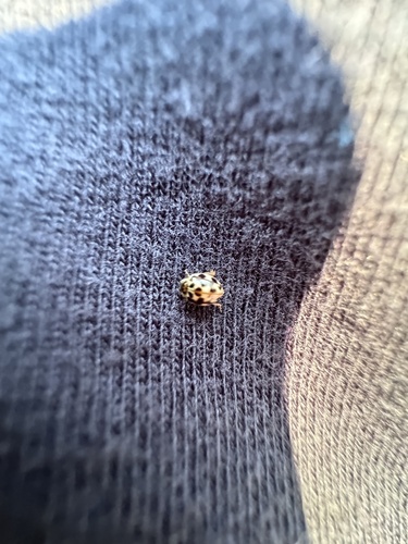 Twenty-spotted Lady Beetle