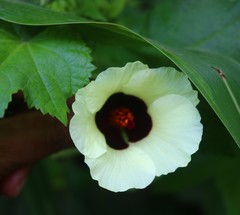Hibiscus vitifolius