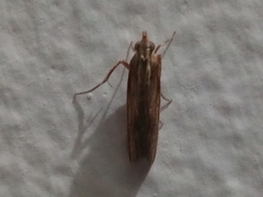 Ancylostomia stercorea