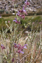 Salvia albicaulis