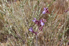 Salvia albicaulis