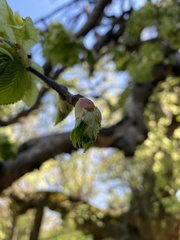 Ulmus glabra camperdownii