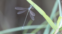 Lestes plagiatus
