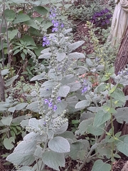 Scutellaria ovata