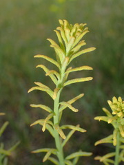 Aecidium euphorbiae