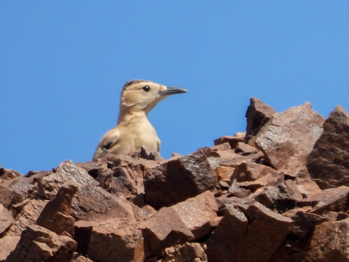 Mongolian Ground Jay (Podoces hendersoni), photo 10