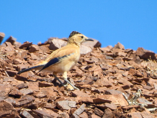 Mongolian Ground Jay (Podoces hendersoni), photo 9
