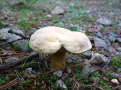 Retiboletus
