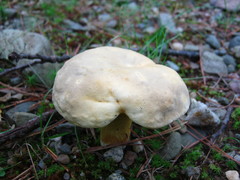 Retiboletus
