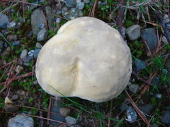 Retiboletus