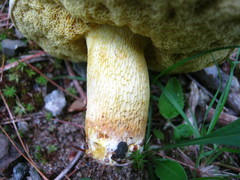Retiboletus