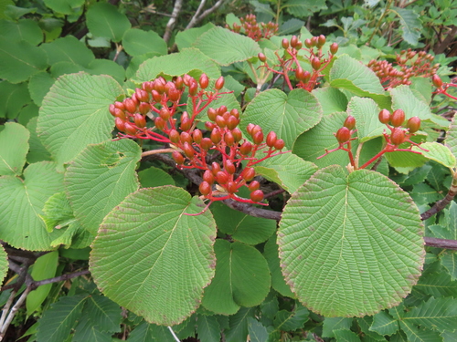 Viburnum furcatum, photograph 5