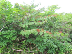 Viburnum furcatum, photograph (c) Timur Kalininsky, some rights reserved (CC BY)