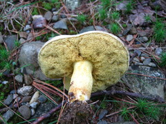 Retiboletus