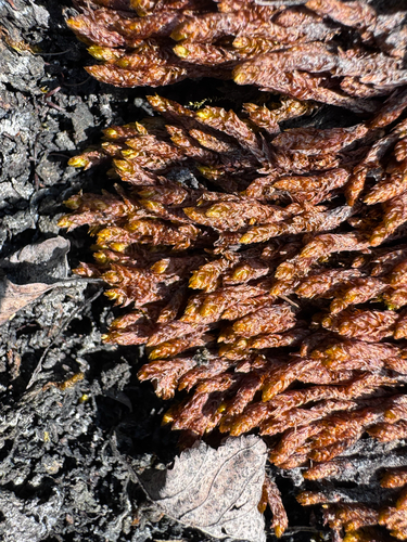 Drepanocladus turgescens observed 2026-07-22