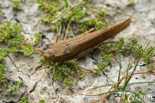 Bryodema luctuosum luctuosum