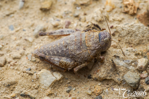 Pacris xizangensis