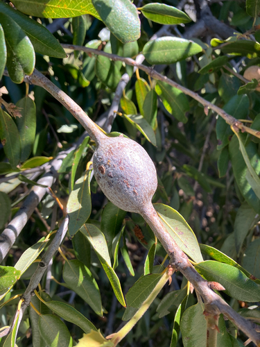 iNaturalist observation photo of Tapered Stem Gall Wasp