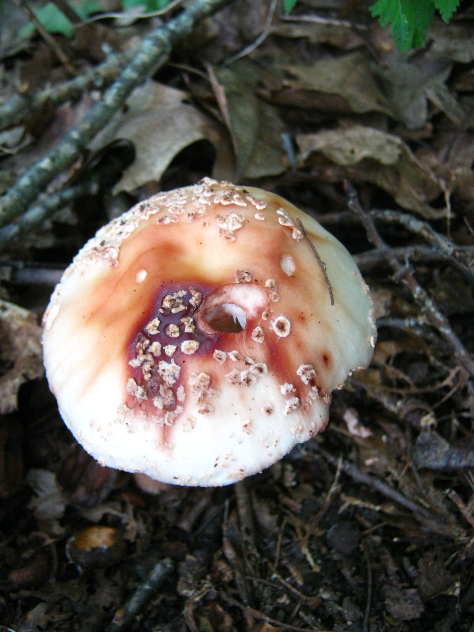 Amanita rubescens var. rubescens image