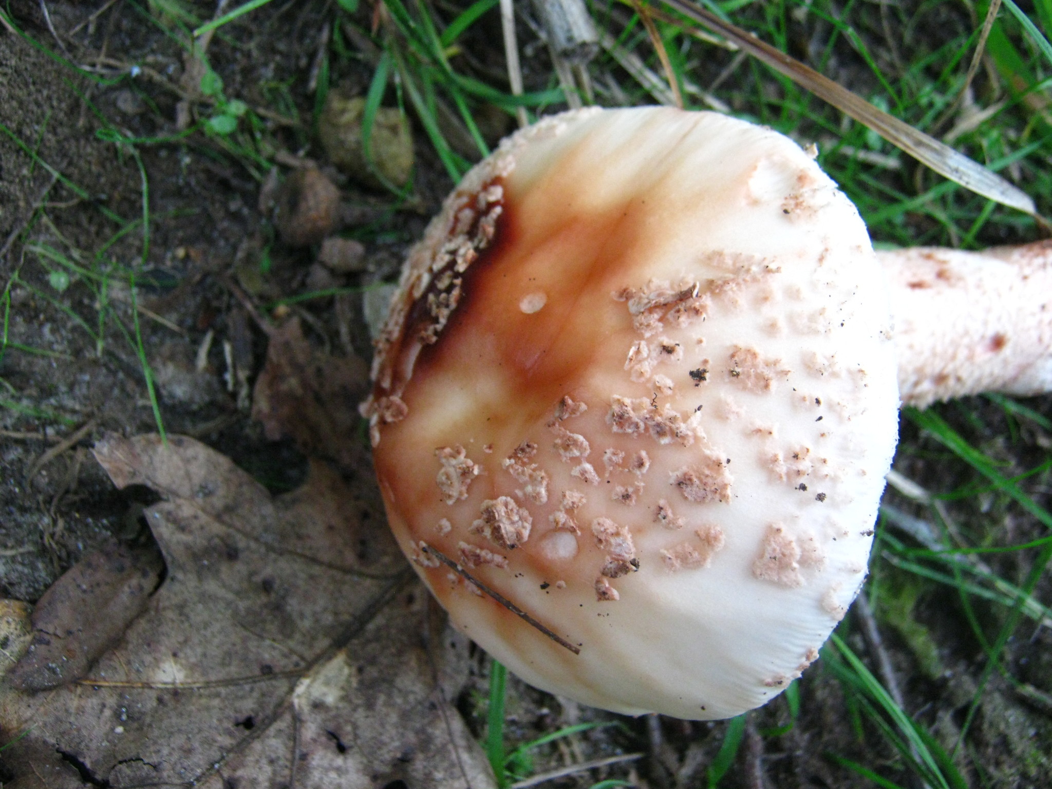 Amanita rubescens var. rubescens image