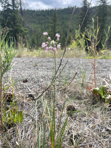 nodding onion