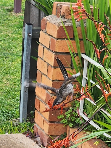 Red Wattlebird