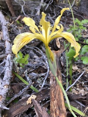 Iris bracteata