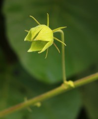 Hibiscus vitifolius