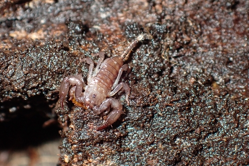 Dwarf Wood Scorpion