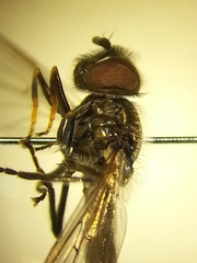 Neocnemodon vitripennis