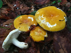 Russula ochroleucoides