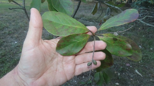 Terminalia muelleri observed 2026-07-25