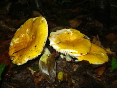 Russula ochroleucoides