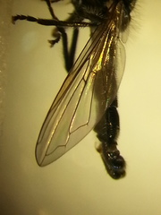Neocnemodon vitripennis