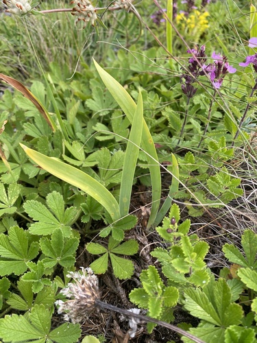 Iris furcata, photograph 6