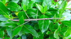 Clonopsis gallica