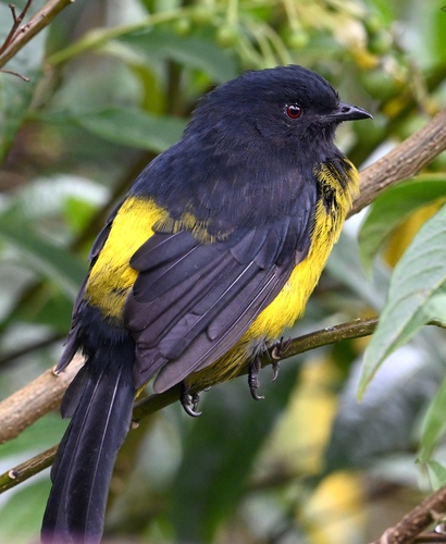 Black-and-yellow Phainoptila (Phainoptila melanoxantha), photo 4