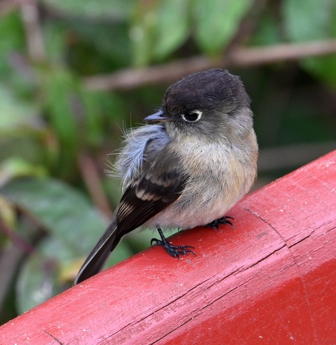 Black-capped Flycatcher (Empidonax atriceps), photo 6