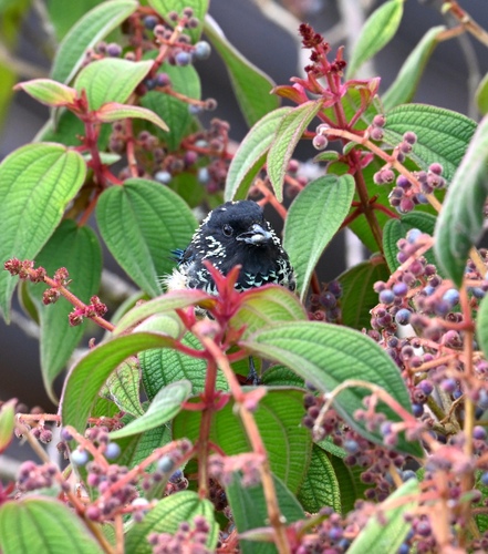 Spangle-cheeked Tanager (Tangara dowii), photo 9