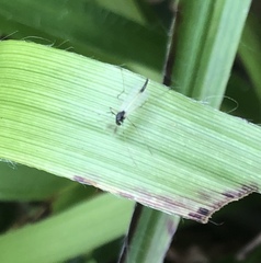 Microtendipes pedellus