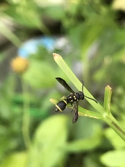 Apodynerus formosensis