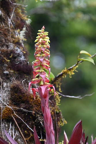 Werauhia ororiensis, photograph 3