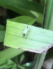 Microtendipes pedellus